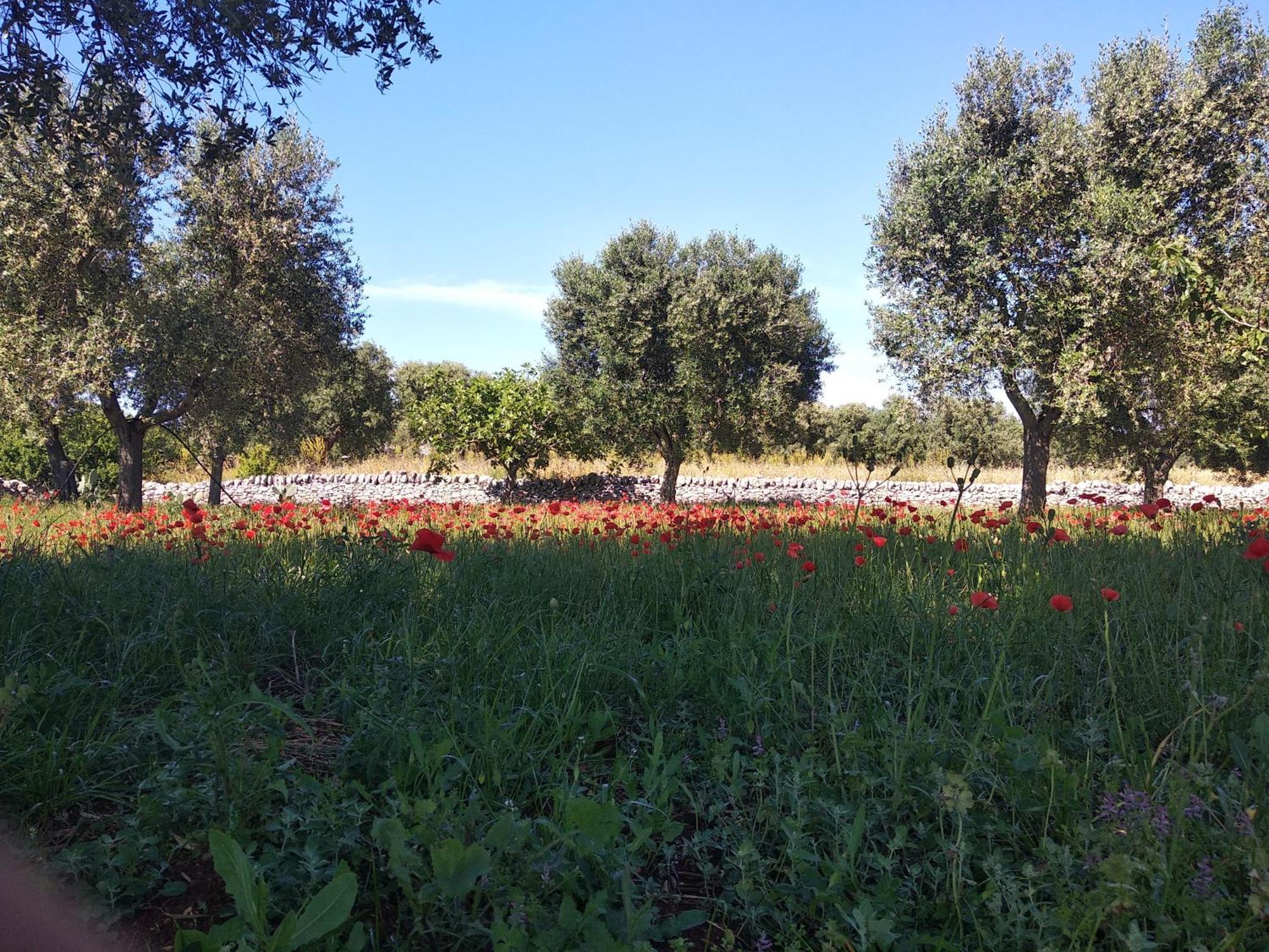 Piccolo Trullo Ostunese Le Jardin De Sophie' Остуні Екстер'єр фото